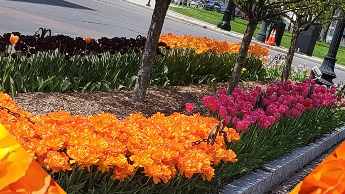 Tulip Bed Downtown Albany, NY